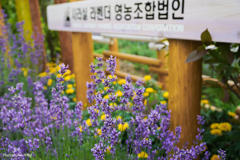 사라실 라벤더축제